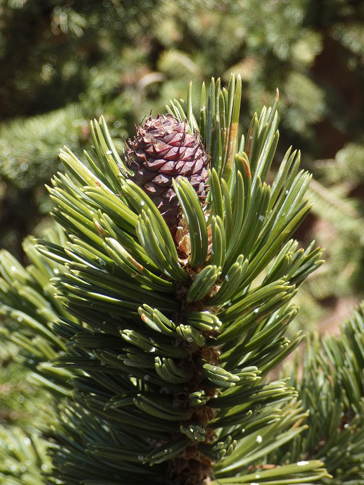Pinus aristata Female Cone 2 JWB17.JPG