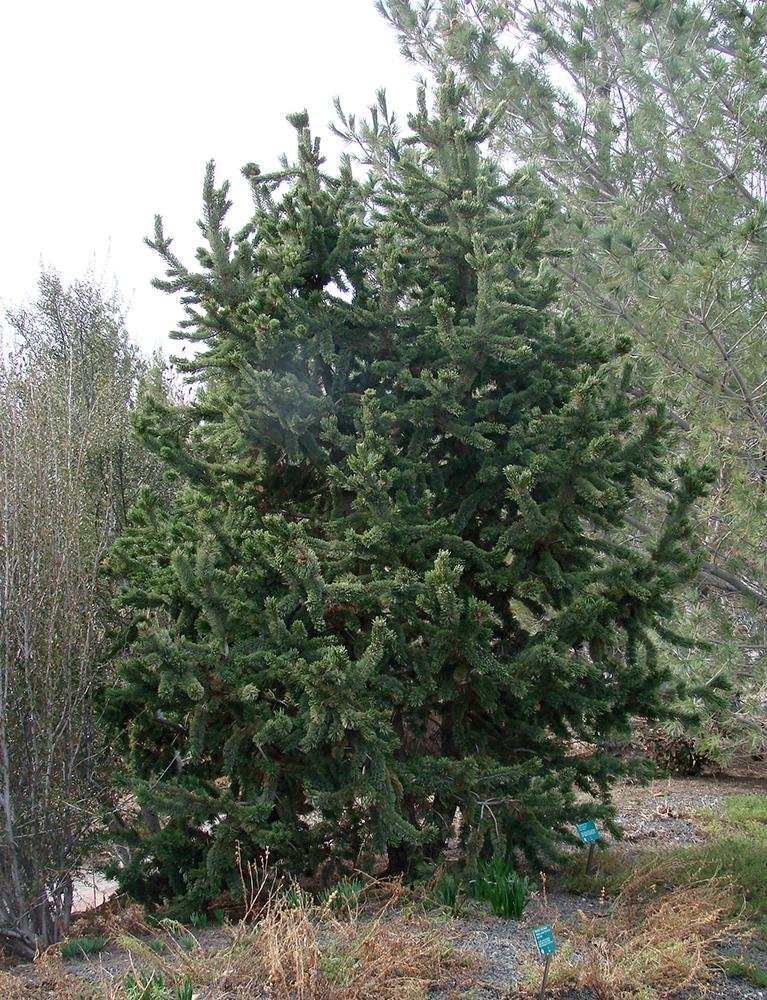 Pinus aristata Habit KA14.JPG