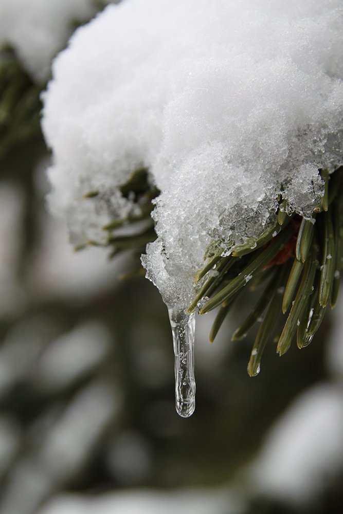 Pinus aristata Icicle SQS15.JPG
