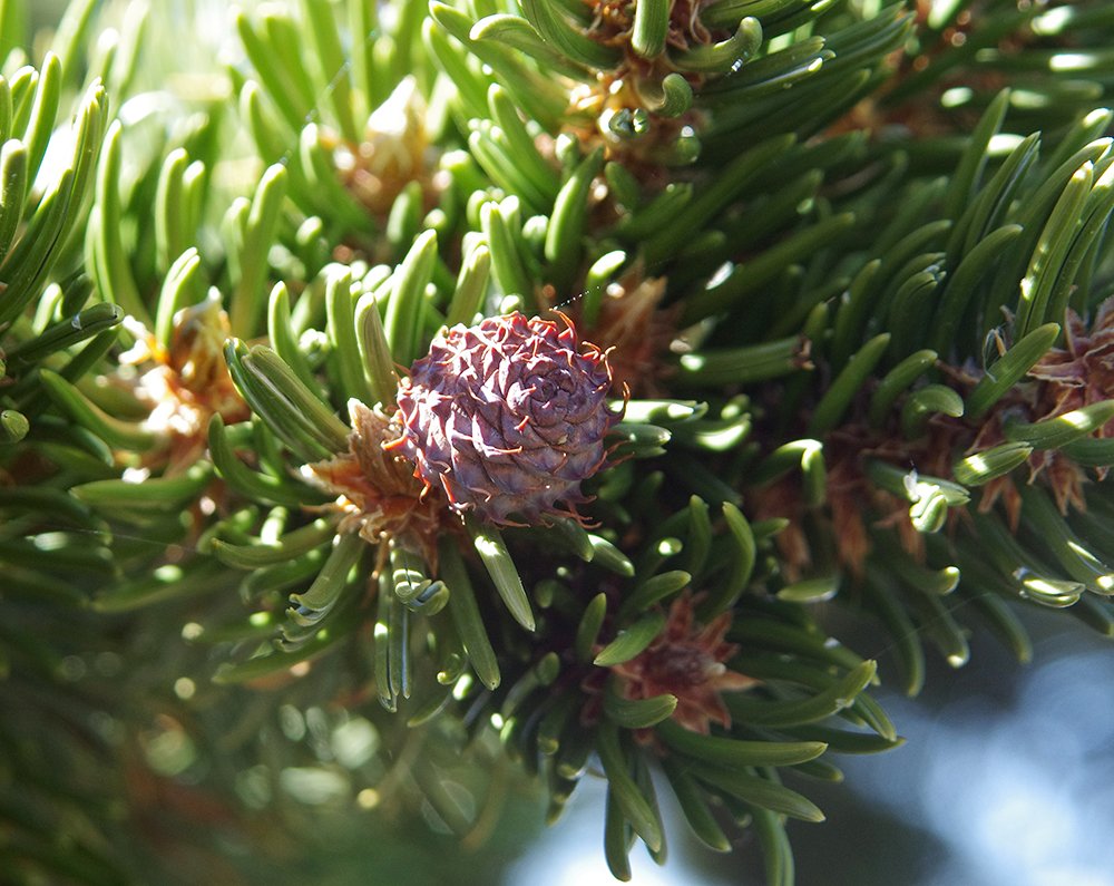Pinus aristata Immature Female Cone JWB13.JPG