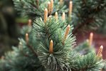 Pinus aristata KDW16.JPG