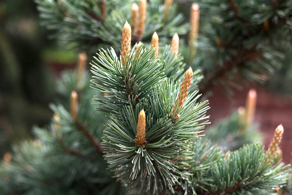 Pinus aristata KDW16.JPG