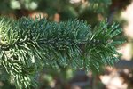 Pinus aristata Leaves JWB.JPG