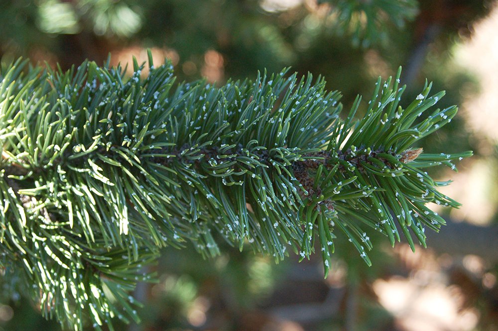 Pinus aristata Leaves JWB.JPG