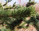 Pinus aristata Leaves Needles 2 JWB15.JPG