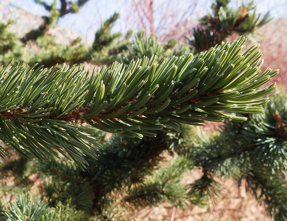 Pinus aristata Leaves Needles 2 JWB15.JPG