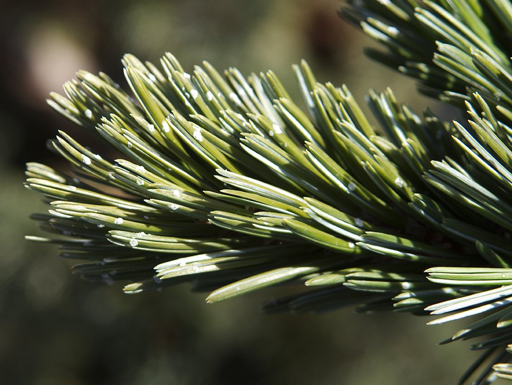 Pinus aristata Leaves and Resin Gland JWB14.JPG