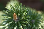 Pinus aristata New Growth JWB.JPG