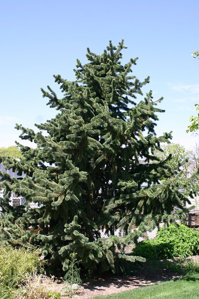 Pinus aristida Habit GG12.JPG