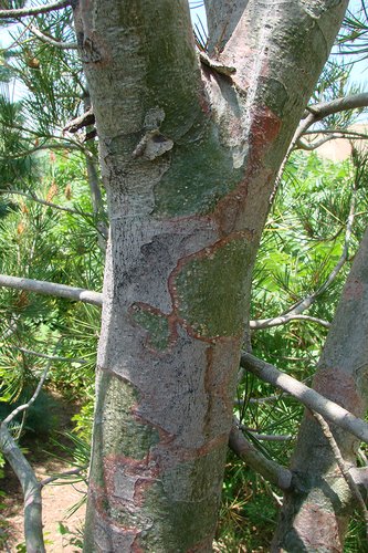 Pinus bungeana Bark JWB.JPG