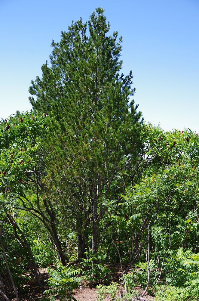 Pinus bungeana Habit 1 JWB15.JPG