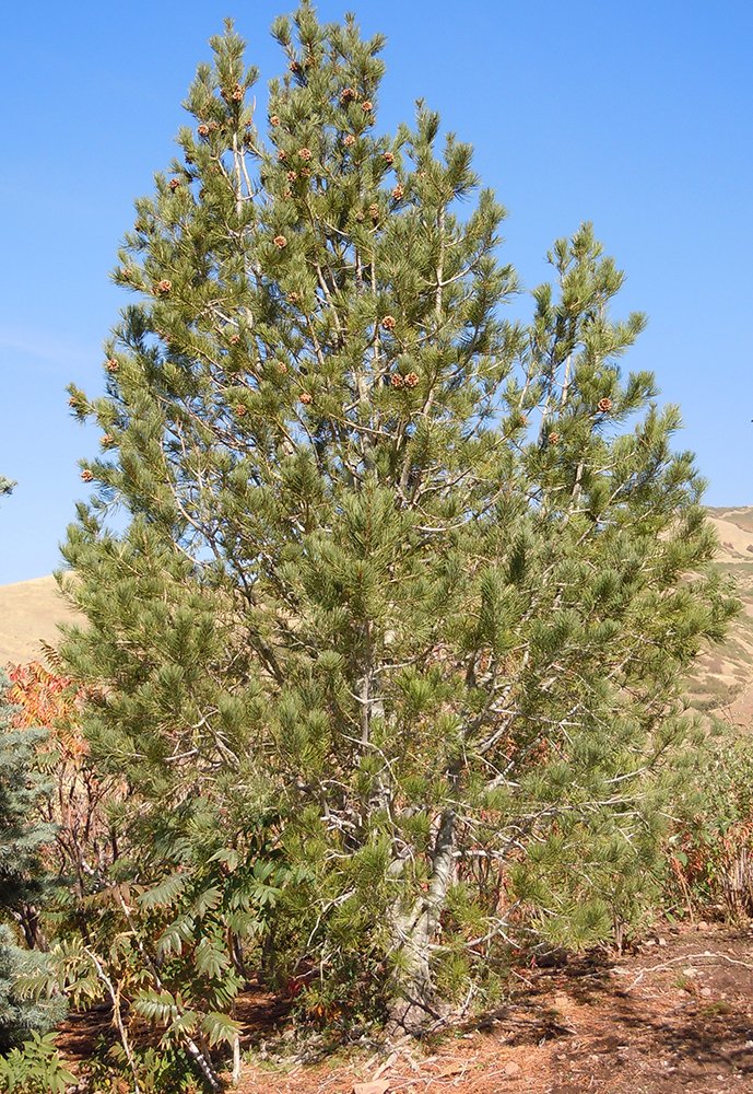 Pinus bungeana habit JWB.jpg