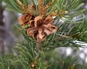 Pinus edulis Female Cone JWB13.JPG