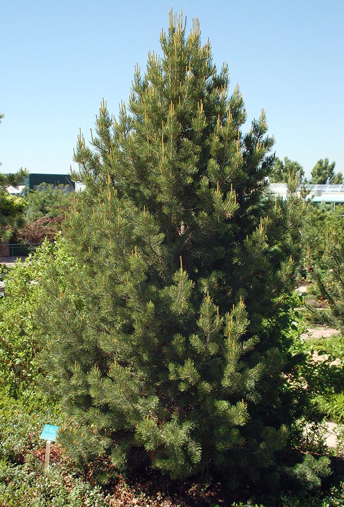 Pinus edulis Habit JWB07.JPG