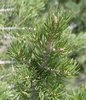 Pinus edulis Leaves KA13.JPG
