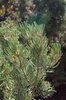 Pinus edulis Leaves Needles 1 JWB19.JPG