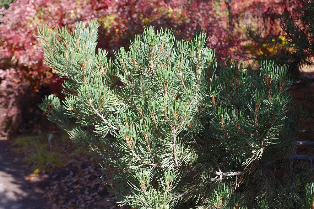 Pinus edulis Leaves Needles 2 JWB19.JPG