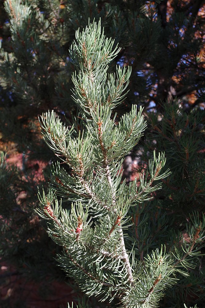 Pinus edulis Leaves Needles 3 JWB19.JPG