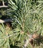 Pinus edulis Needles KA14.JPG