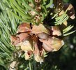 Pinus edulis female cone JWB11.jpg