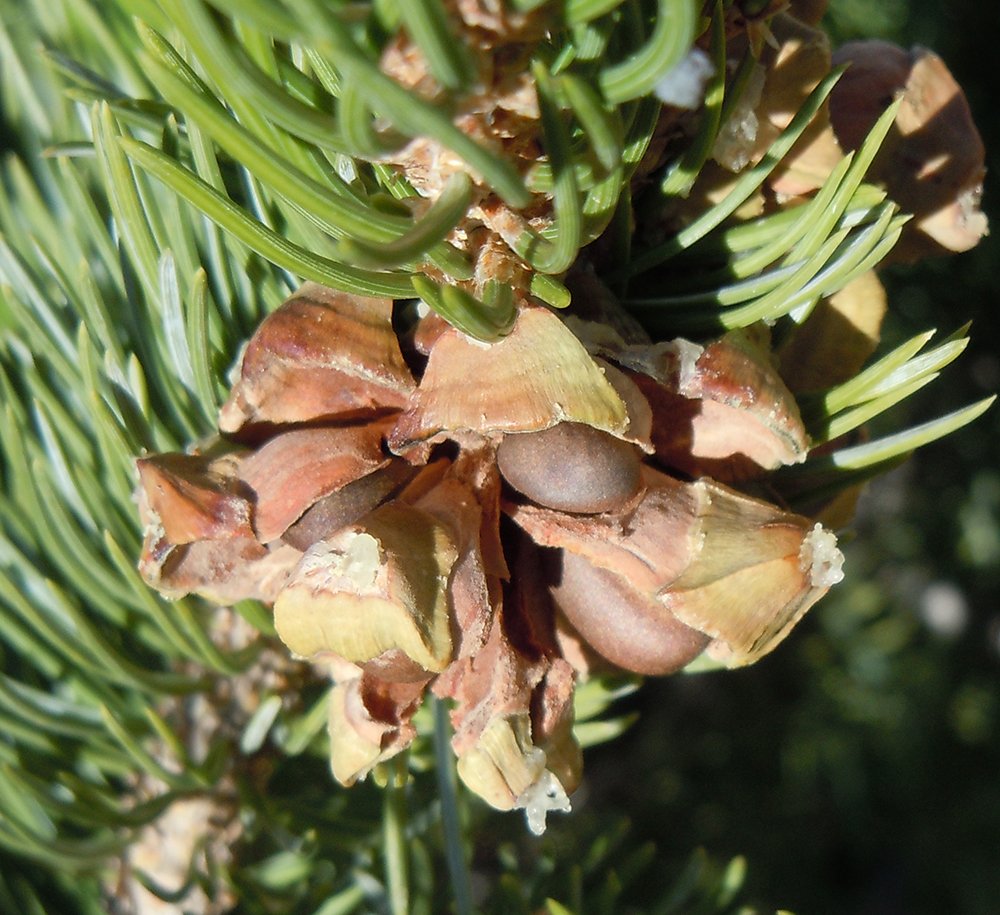 Pinus edulis female cone JWB11.jpg