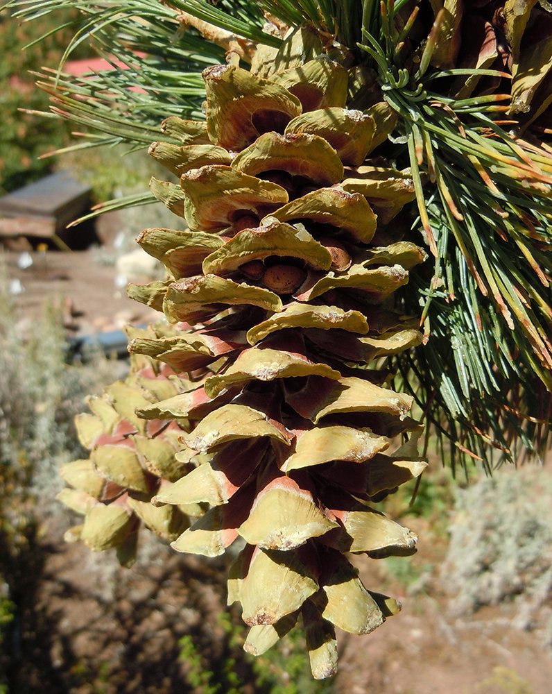 Pinus flexilis 'Millcreek' Cone JWB.jpg