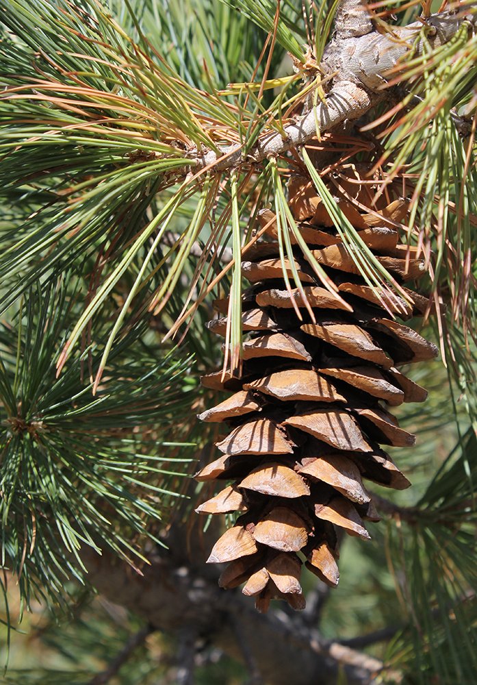 Pinus flexilis 'Millcreek' Female Cone SA12.JPG