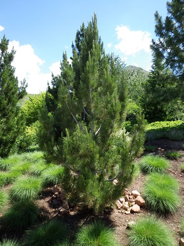 Pinus heldreichii Habit JWB15.JPG