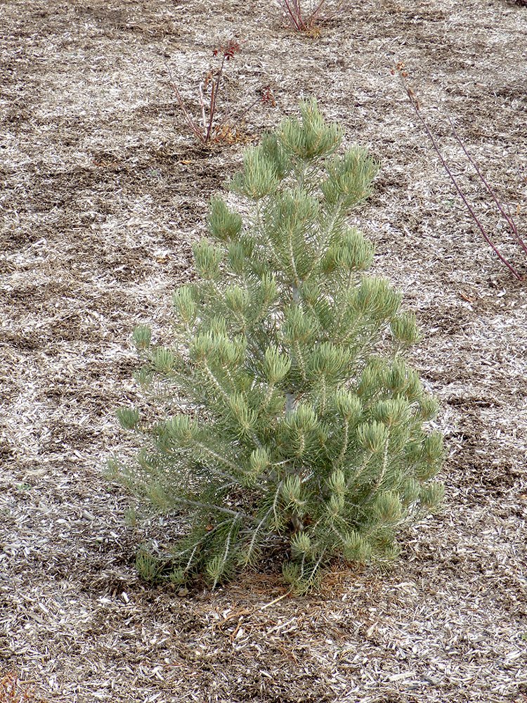 Pinus monophylla Habit Young JWB18.JPG