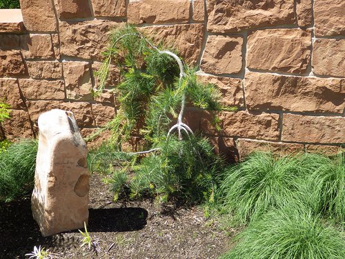 Pinus monticola 'Pendula' 1st Year Training JWB15.JPG