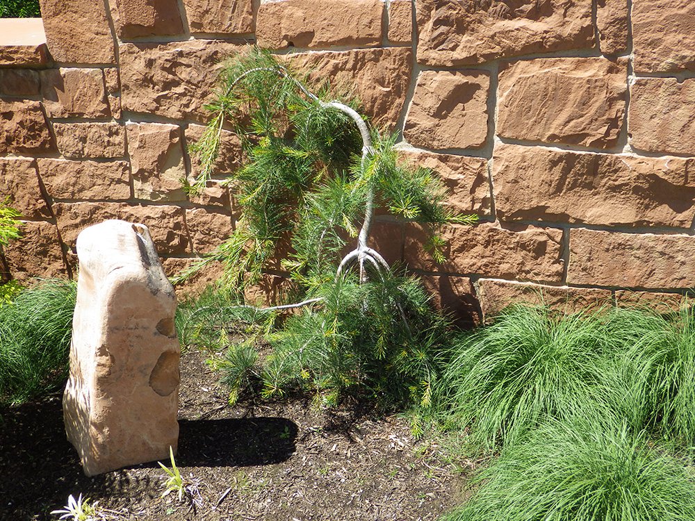 Pinus monticola 'Pendula' 1st Year Training JWB15.JPG