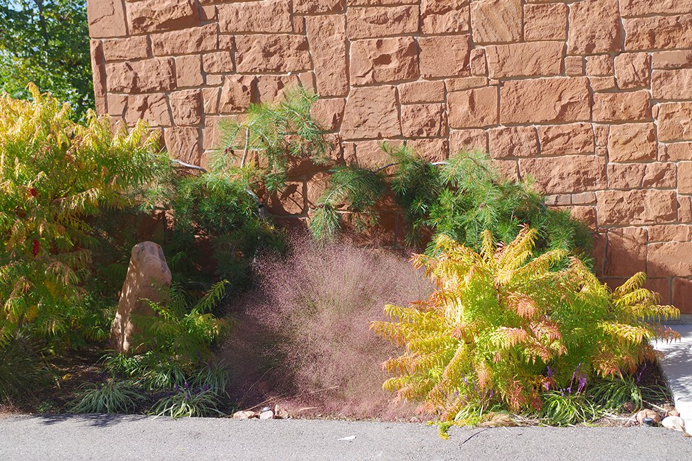 Pinus monticola 'Pendula' Habit JWB17.JPG