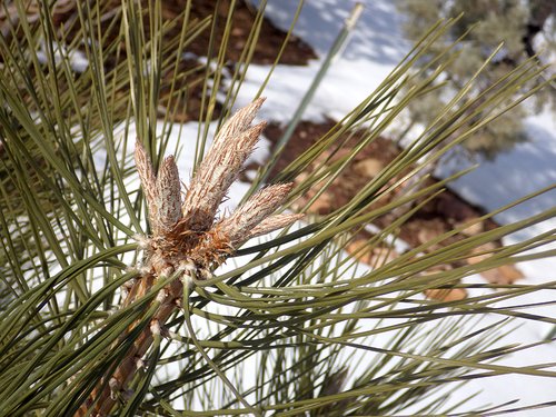 Pinus ponderosa Buds HMS16.JPG