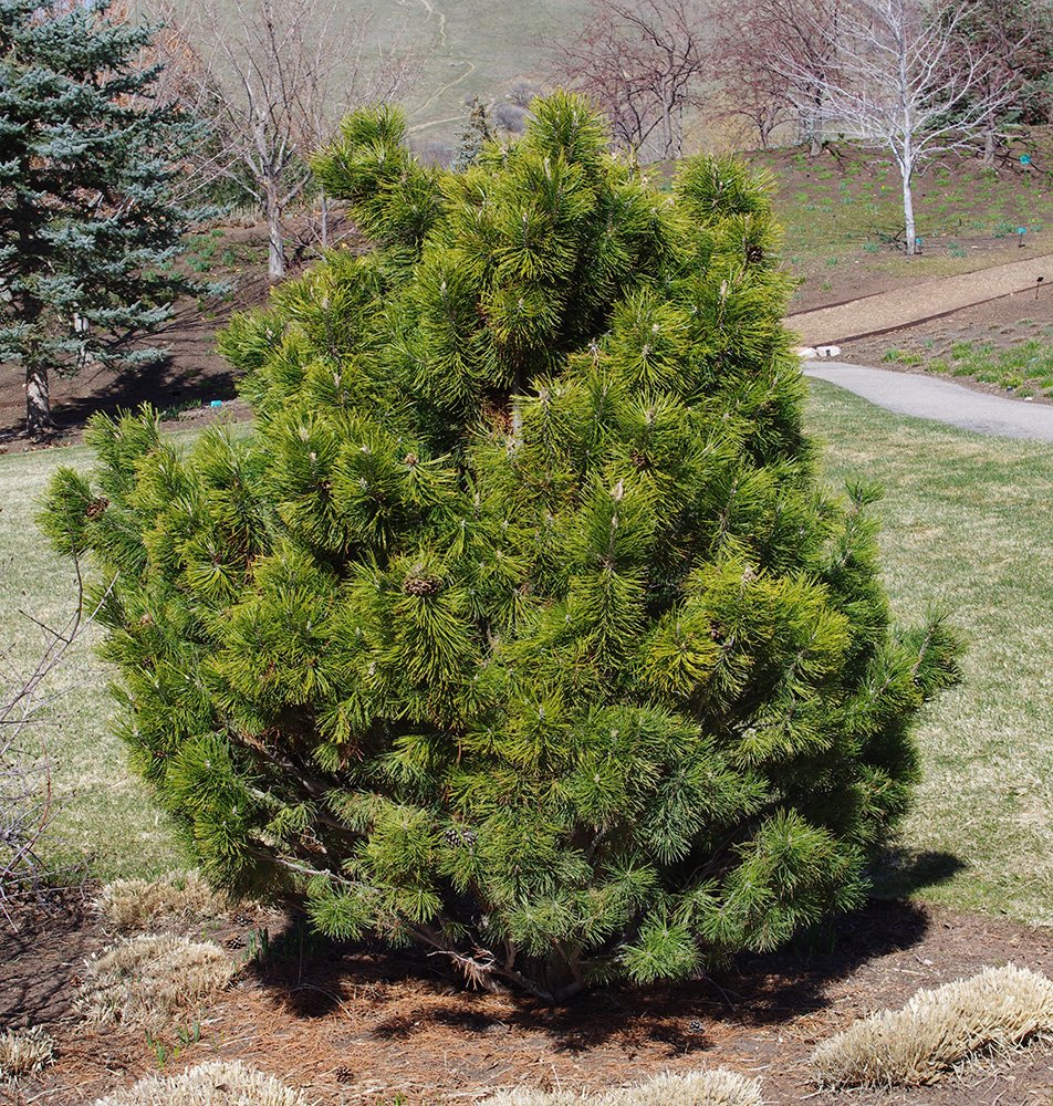 Pinus resinosa 'Don Smith' Habit JWB13.JPG
