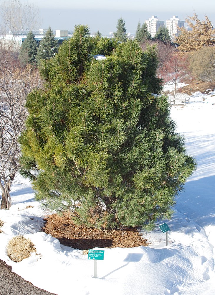 Pinus resinosa 'Don Smith' Winter Habit JWB13.JPG