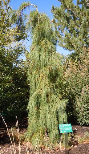 Pinus strobus 'Angel Falls' Habit JWB.jpg