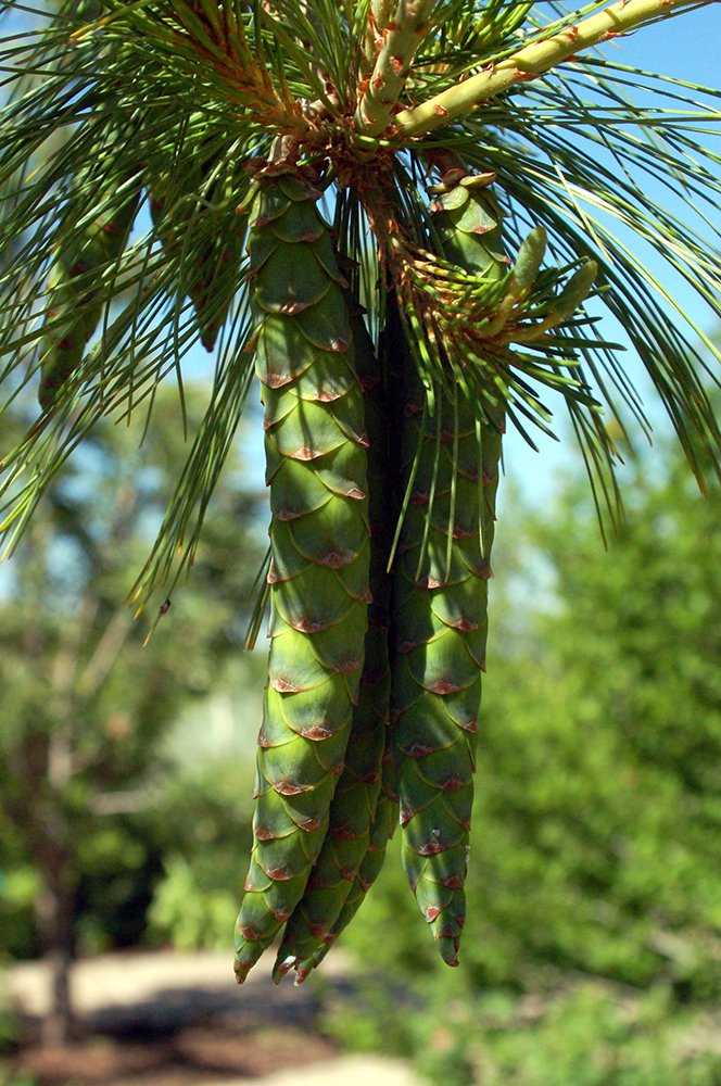 Pinus strobus 'Pendula' Female Cones JWB.JPG