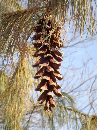 Pinus strobus 'Pendula' HMS16.JPG