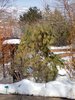 Pinus strobus 'Pendula' Habit 2 HMS16.JPG