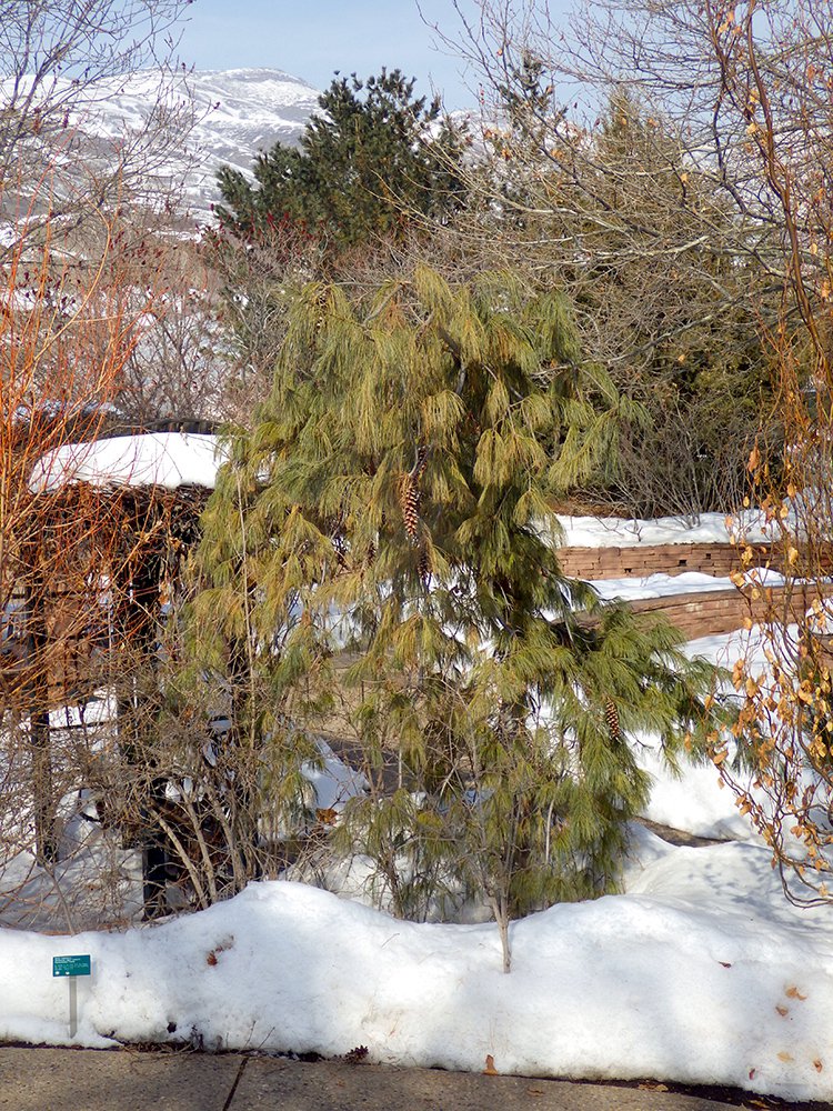 Pinus strobus 'Pendula' Habit 2 HMS16.JPG