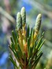 Pinus strobus 'Pendula' Male Cones' JWB.JPG