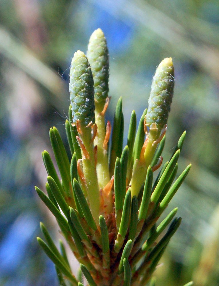 Pinus strobus 'Pendula' Male Cones' JWB.JPG
