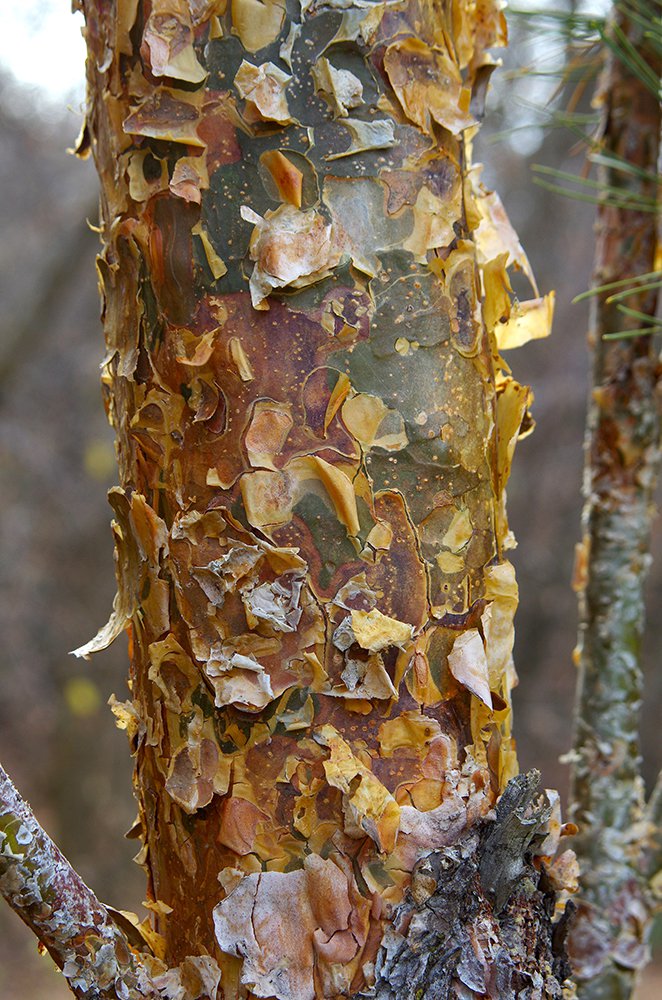 Pinus sylvestris 'Fastigiata' Bark 1 JWB13.JPG