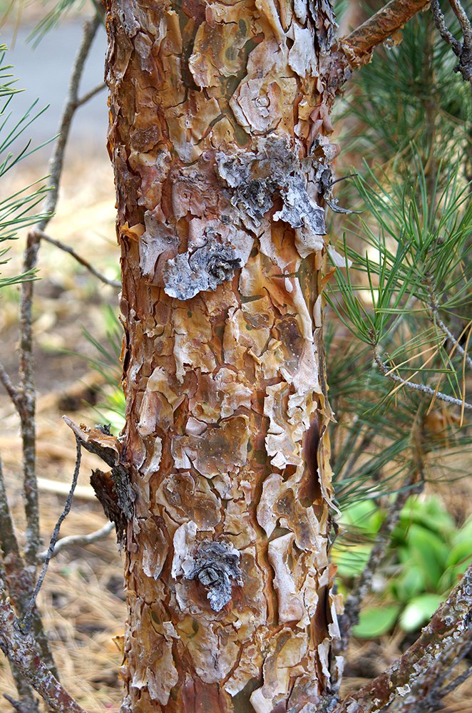 Pinus sylvestris 'Fastigiata' Bark 2 JWB13.JPG