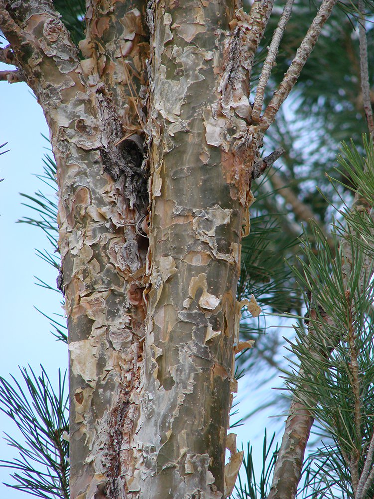 Pinus sylvestris 'Fastigiata' Bark EB12.JPG