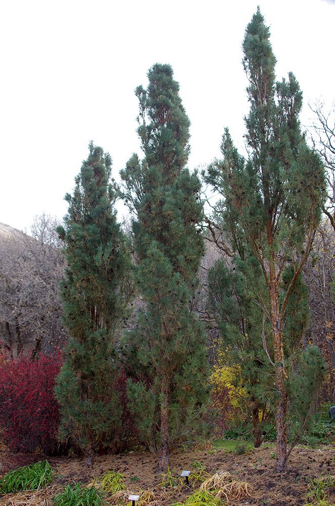 Pinus sylvestris 'Fastigiate' Habit JWB13.JPG