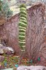 Pinus sylvestris 'Fastigiate' Wrapped JWB13.JPG