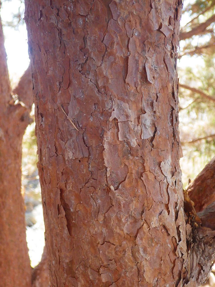 Pinus sylvestris 'Globosa' Bark HMS16.JPG