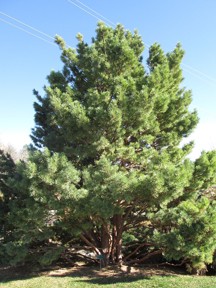 Pinus sylvestris 'Globosa' Habit JAW16.JPG