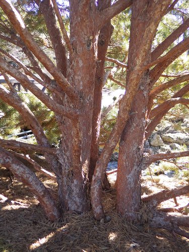 Pinus sylvestris 'Globosa' Trunk HMS16.JPG